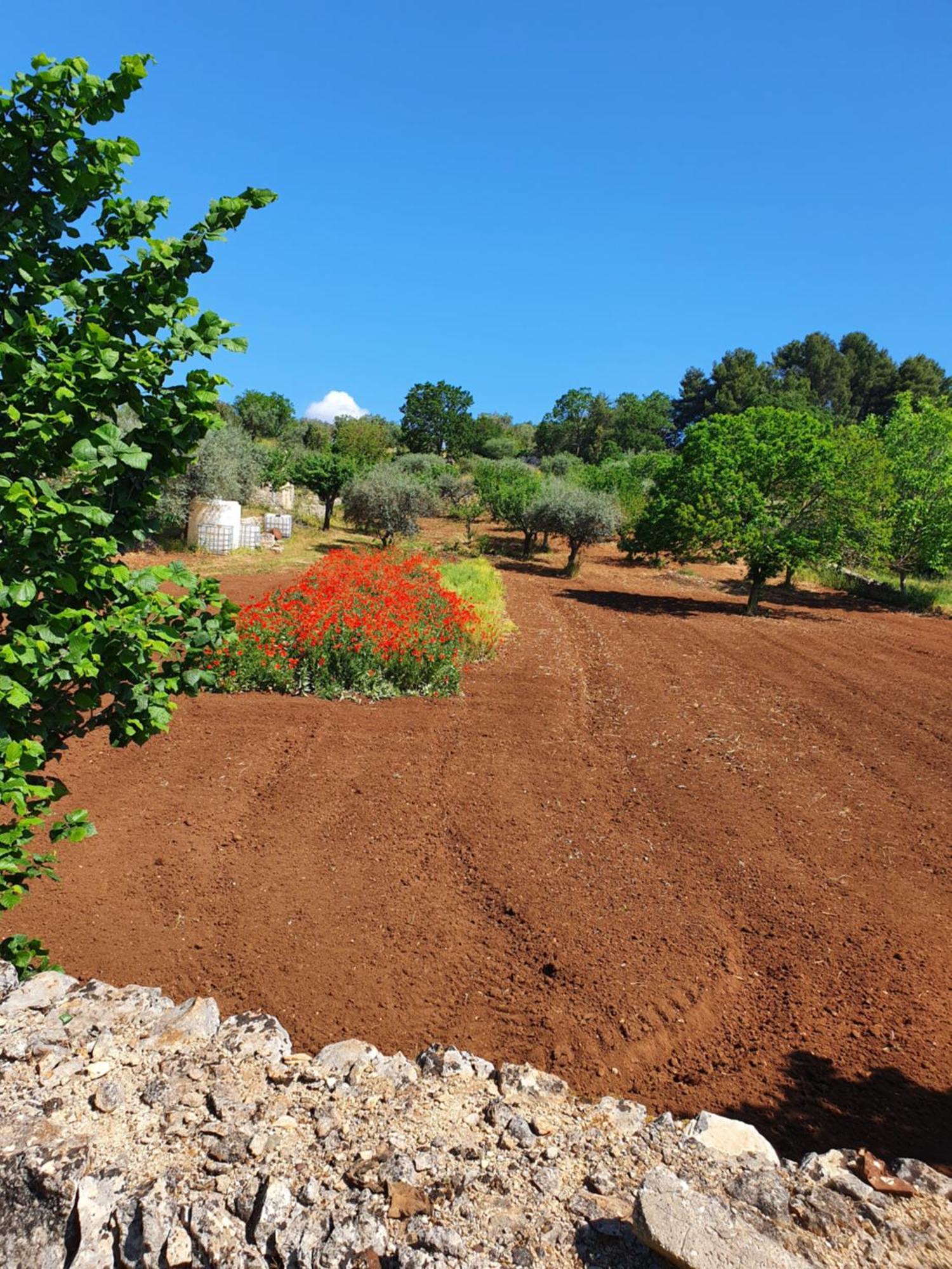 Trullo Vacanze Di Cumma Rosa Alberobello Eksteriør bilde